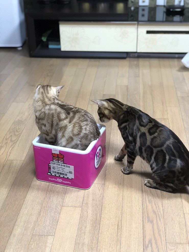 대구에 계신 집사님께서 보내주신 뱅갈고양이 형제 사진 입니다~ 관련 이미지 2