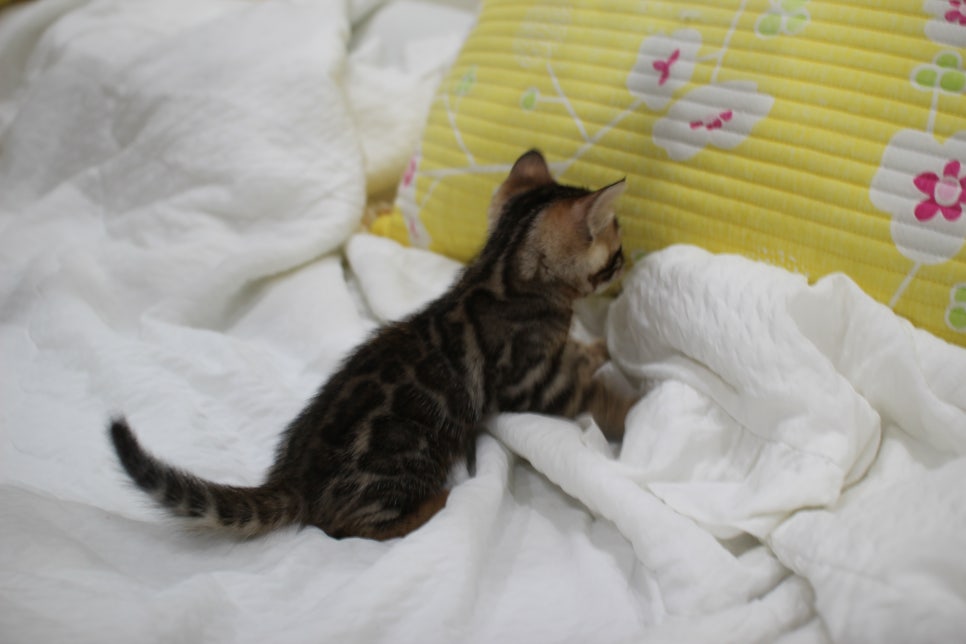 순둥이 개냥이 뱅갈고양이 남아5 분양해요~ 관련 이미지 16