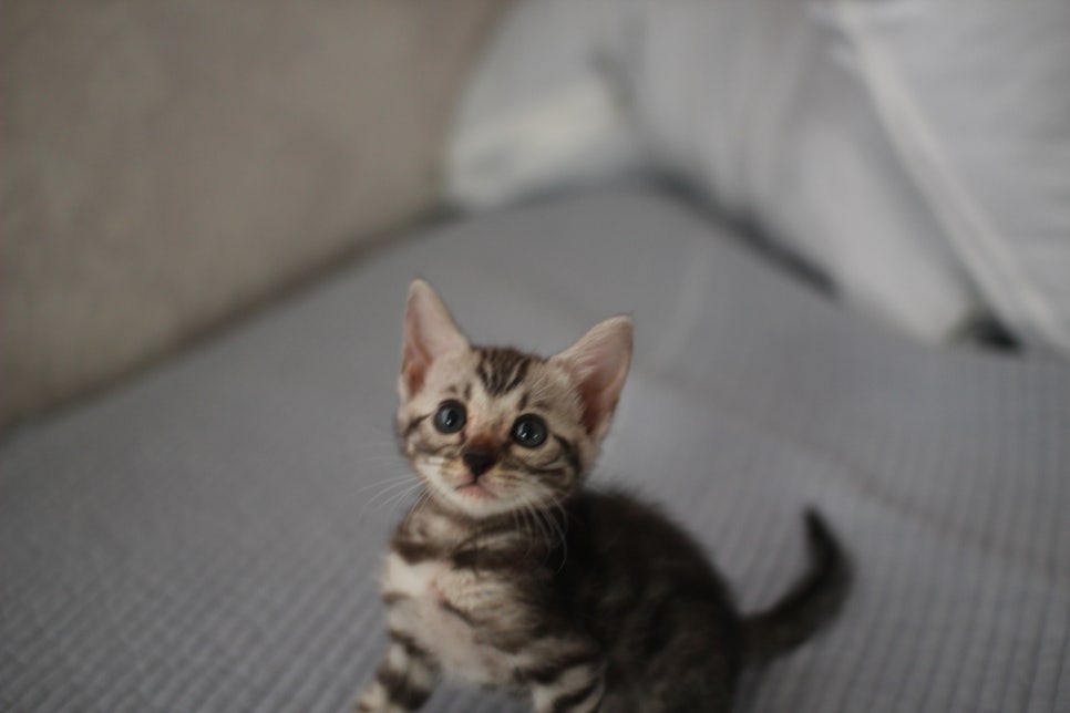 실버뱅갈고양이 여아 완전 깜찍,이쁜이로 크고 있어요~ 관련 이미지 1
