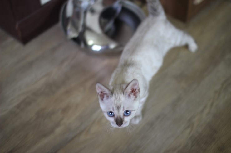 뱅갈고양이,스노우뱅갈고양이,뱅갈고양이분양 스노우 꼬맹이 재롱에 귀여워 죽겠어요 ㅎㅎㅎㅎㅎㅎ 관련 이미지 1