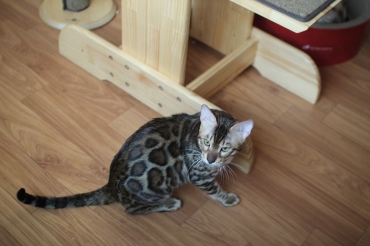 소유캐터리 종묘 뱅갈고양이 남아 영웅이와 레인이예요~ 관련 이미지 10