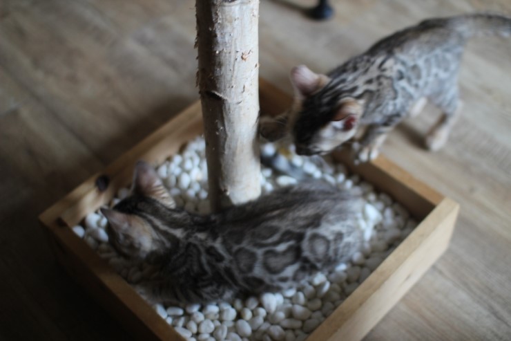 뱅갈고양이 꼬맹이들 사진이예요~ 관련 이미지 2