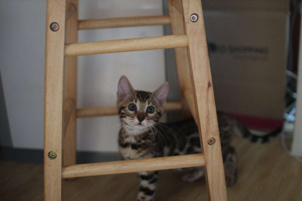 뱅갈고양이 이런 개냥이는 없다~ 관련 이미지 1