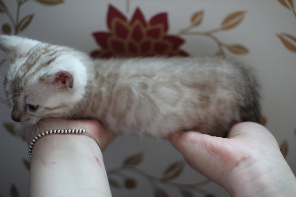 실밍크 뱅갈고양이 동글이예요. 관련 이미지 10