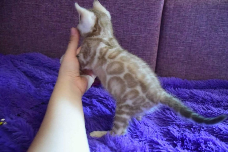 해외 실밍크 뱅갈고양이 남아 관련 이미지 1