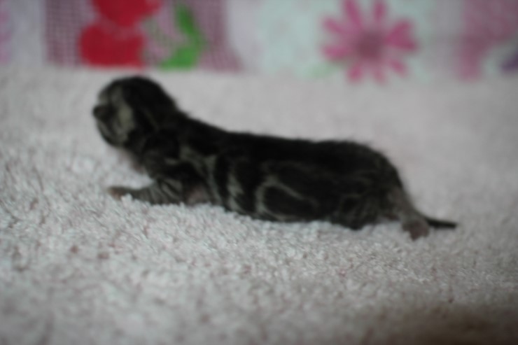 클라우드 로젯 실버뱅갈고양이 꼬물이 여아예요 관련 이미지 6