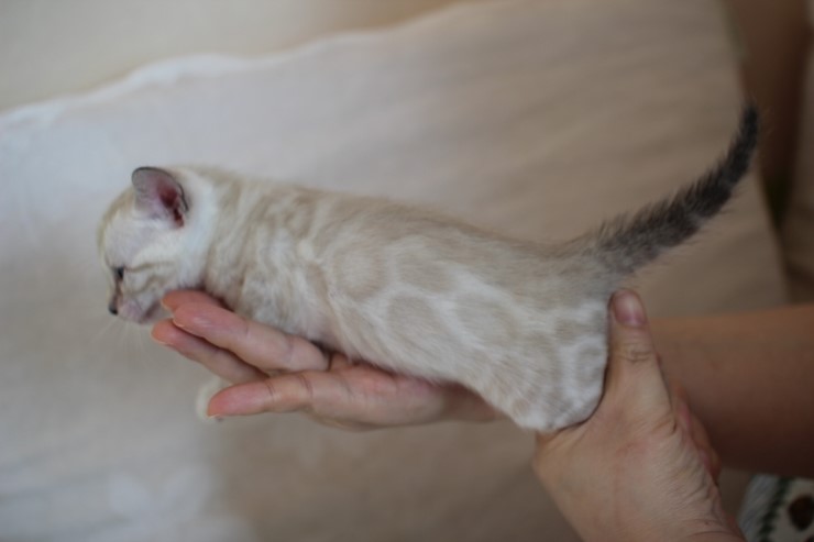 비슷한 패턴에 뱅갈고양이 남매~ 관련 이미지 12