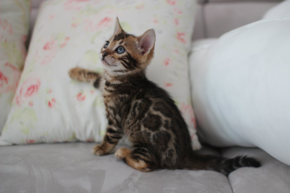 브라운뱅갈고양이 남아 분양해요~ 관련 이미지 3