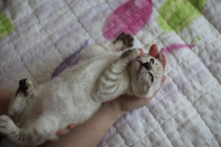 스노우 뱅갈고양이 밍돌이와 밍순이 ㅎㅎ 관련 이미지 10