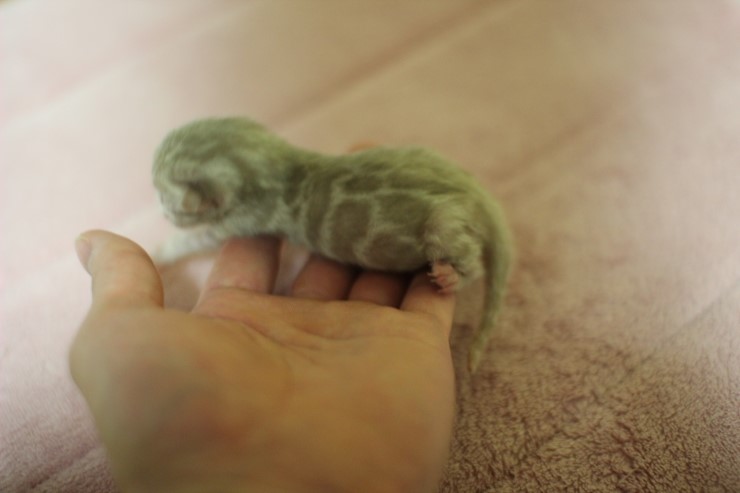 실밍크 뱅갈고양이 여아예요~ 관련 이미지 2