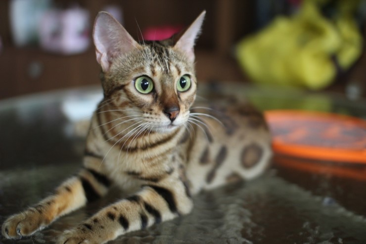 뱅갈고양이에 애교스러운 모습...이게 뱅갈고양이의 매력!!!!! 관련 이미지 1