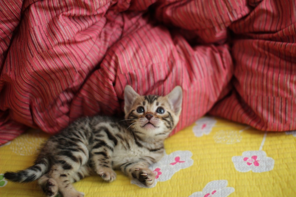 뱅갈고양이 여아 분양중 입니다~ 관련 이미지 5