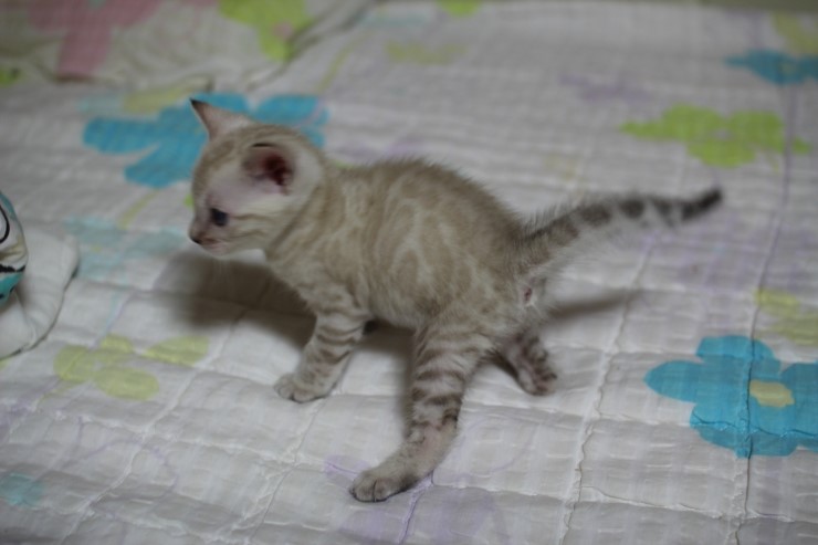 실링스 스노우 뱅갈고양이 남아예요~ 관련 이미지 2