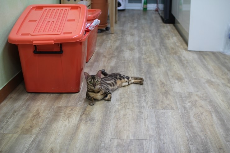 뱅갈고양이/벵갈고양이 아이들의 일상^^ 관련 이미지 8