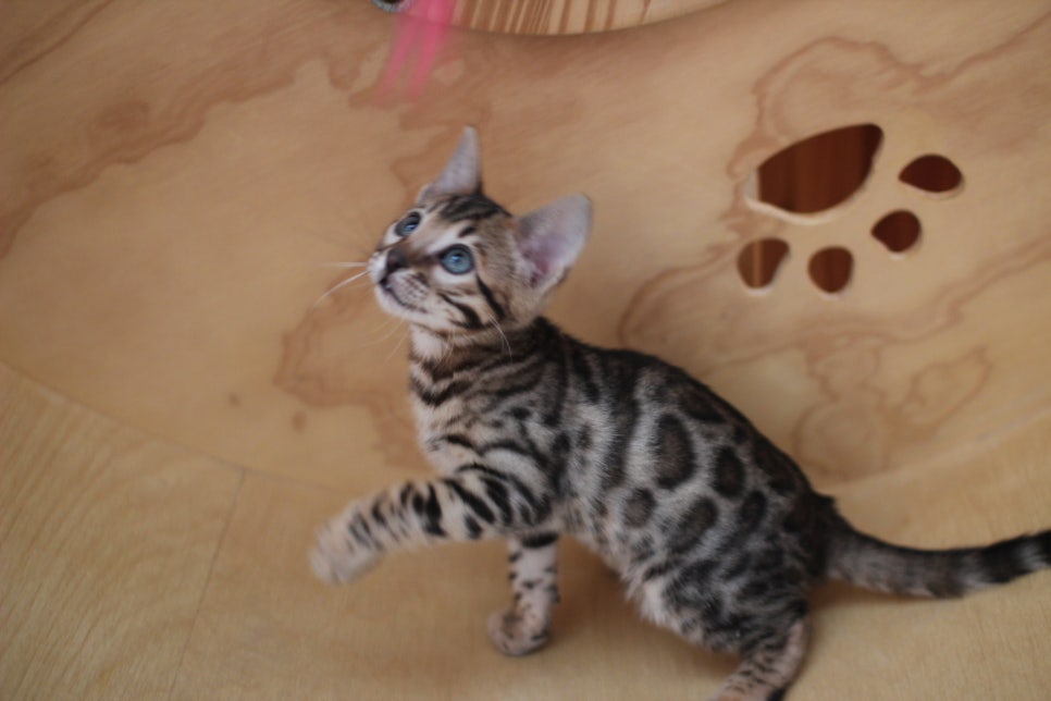 뱅갈고양이분양 사랑스러운 개냥이들~ 관련 이미지 14