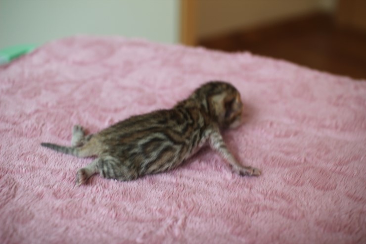 뱅갈고양이 남아~ 관련 이미지 2