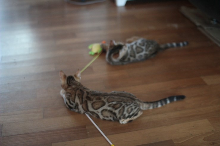 앙증,깜찍 뱅갈고양이 여아 리엔과 샤하다예요~ 관련 이미지 16
