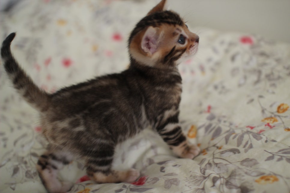 뱅갈고양이 꼬맹이 하루하루 쑥쑥 멋지게 성장중~ 관련 이미지 12