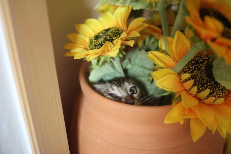 요 녀석 여기 숨어 있었구나~ 관련 이미지 4