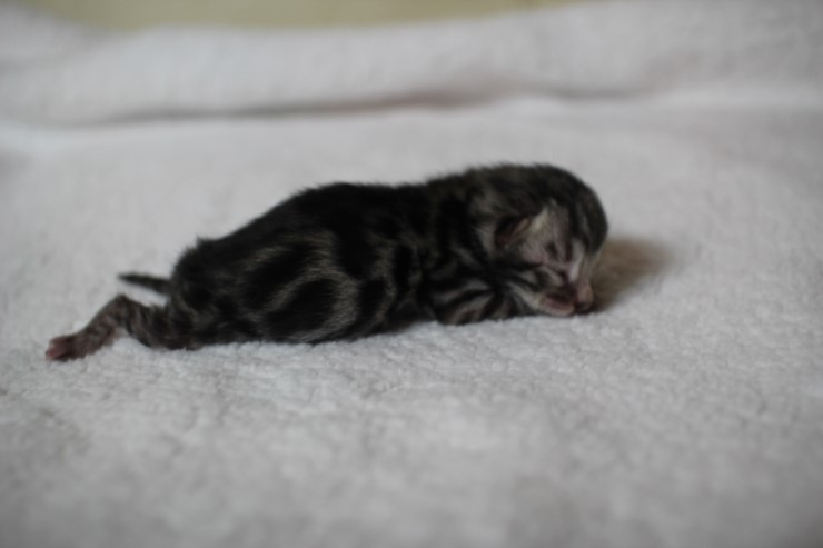 new litter 관련 이미지 9