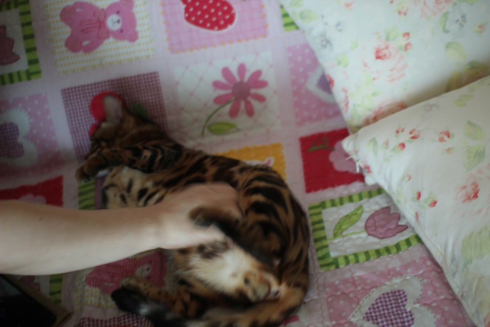 소유뱅갈캐터리 새로운 종묘가 될 남아 입니다~ 관련 이미지 11