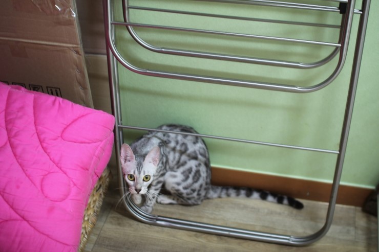뱅갈고양이,뱅갈고양이분양,청소후 한컷~~~ 관련 이미지 3