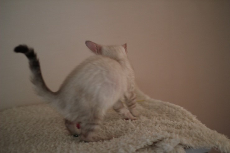 실링스 뱅갈고양이 키퍼 여아 많이 컸어요~ 관련 이미지 15