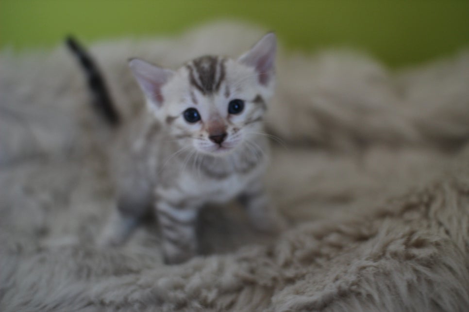 뱅갈고양이 분양 부티가 흘러요 흘러~ 관련 이미지 6