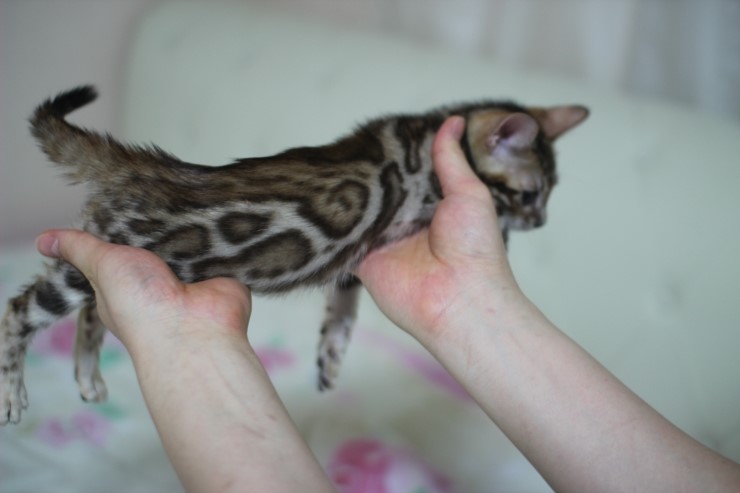 빅로젯 뱅갈고양이 여아~ 관련 이미지 3