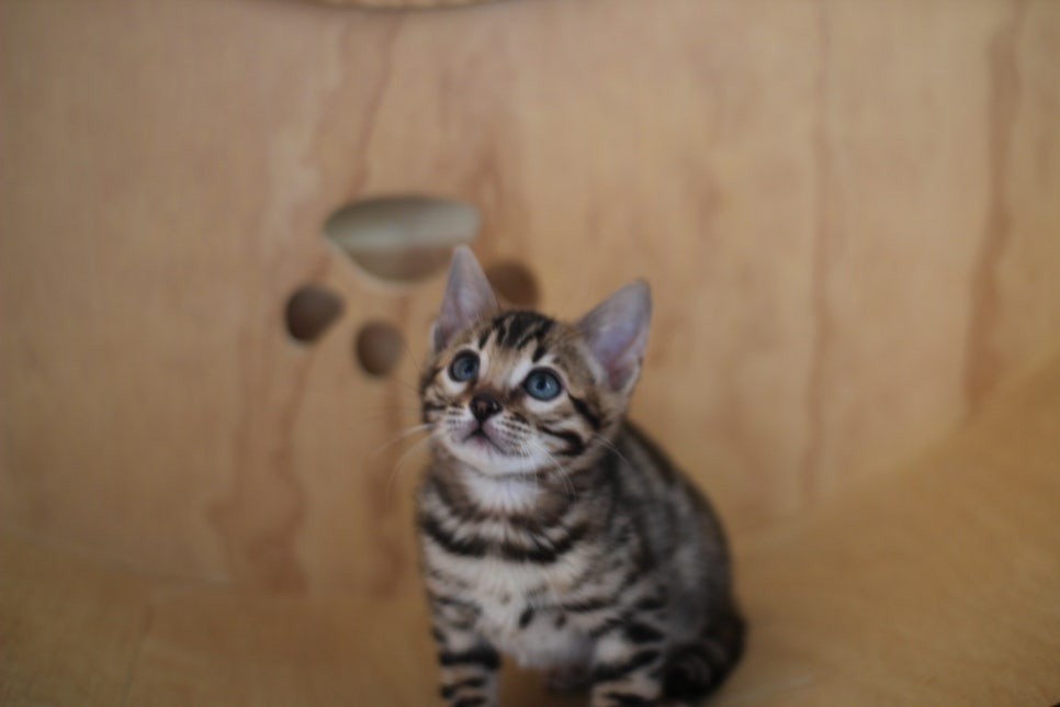 뱅갈고양이분양 환경좋은 홈캐터리에서 받으세요^^ 관련 이미지 11