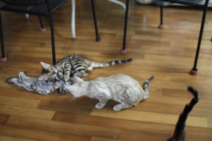 뱅갈고양이 까불이들 입니다~ 관련 이미지 1