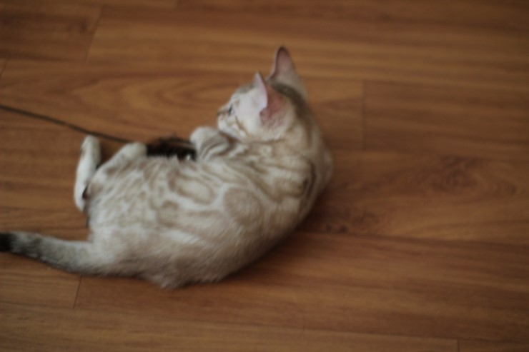 실밍크 뱅갈고양이 곰돌이예요~ 관련 이미지 8