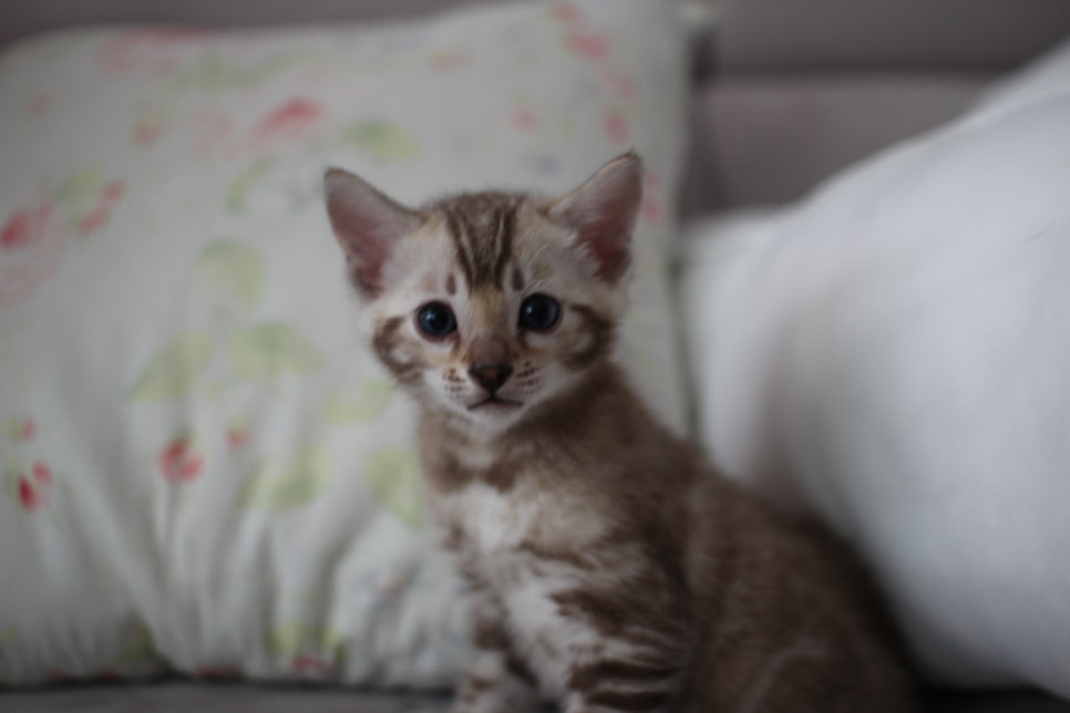 실밍크뱅갈고양이 남아 분양해요~ 관련 이미지 2