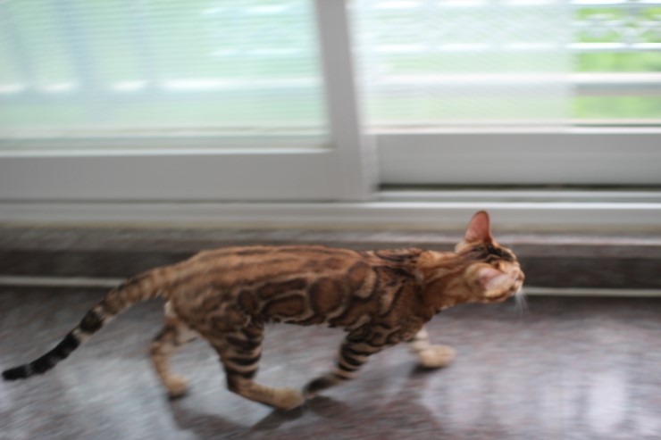 브라운 뱅갈고양이 남아 워리어 입니다~ 관련 이미지 13