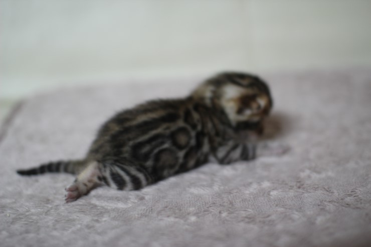 뱅갈고양이 실버랑 브라운 꼬물이 관련 이미지 12