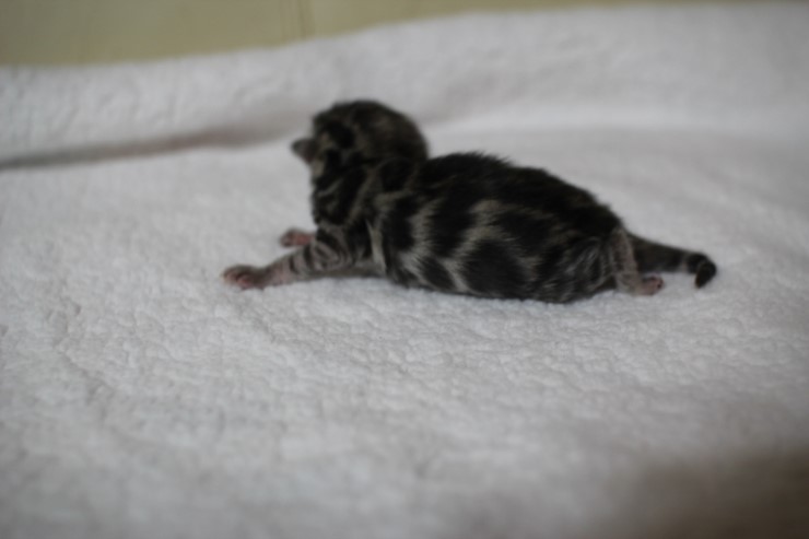 new litter 관련 이미지 6