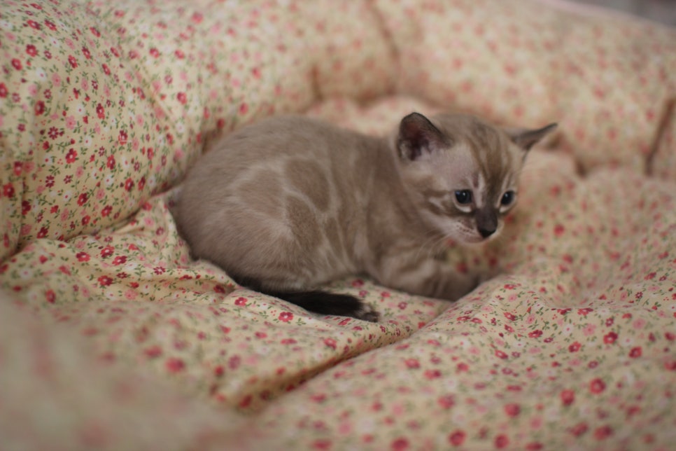 고퀄리티 스노우뱅갈고양이 아이들 분양합니다~ 관련 이미지 20