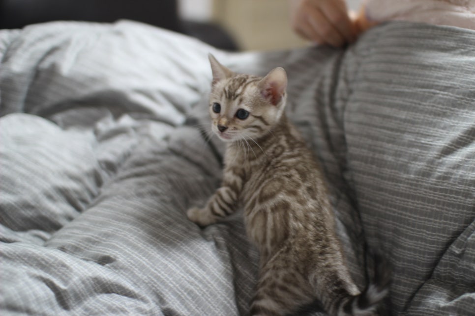 포동포동 귀여운 돼지 실밍크뱅갈고양이 여아예요~ 관련 이미지 1