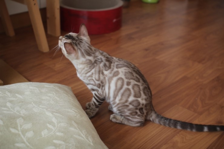 실밍크 뱅갈고양이 영웅이예요~^^ 관련 이미지 3