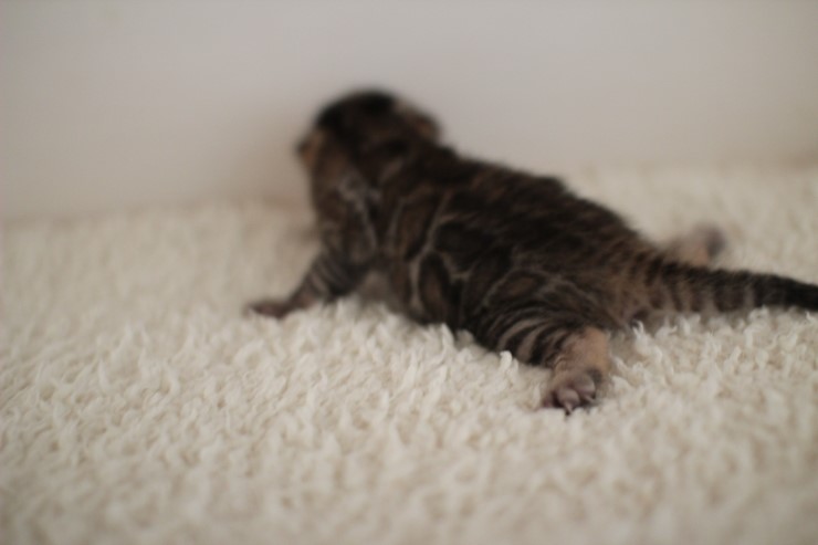 뱅갈고양이 꼬물이 남아예요~ 관련 이미지 10