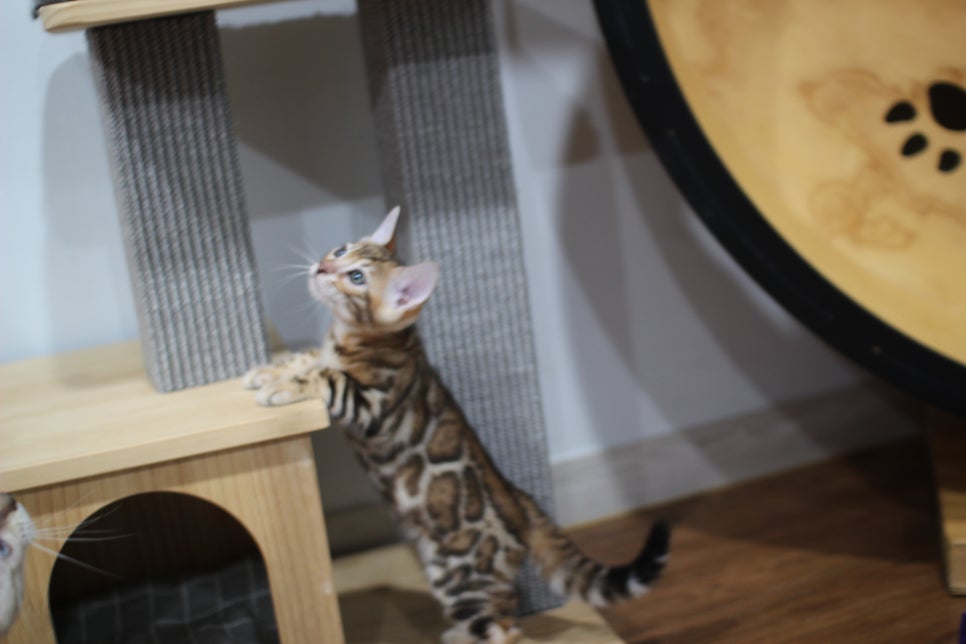 빅로젯이 멋진 순둥이 뱅갈고양이 남아 분양해요~ 관련 이미지 5