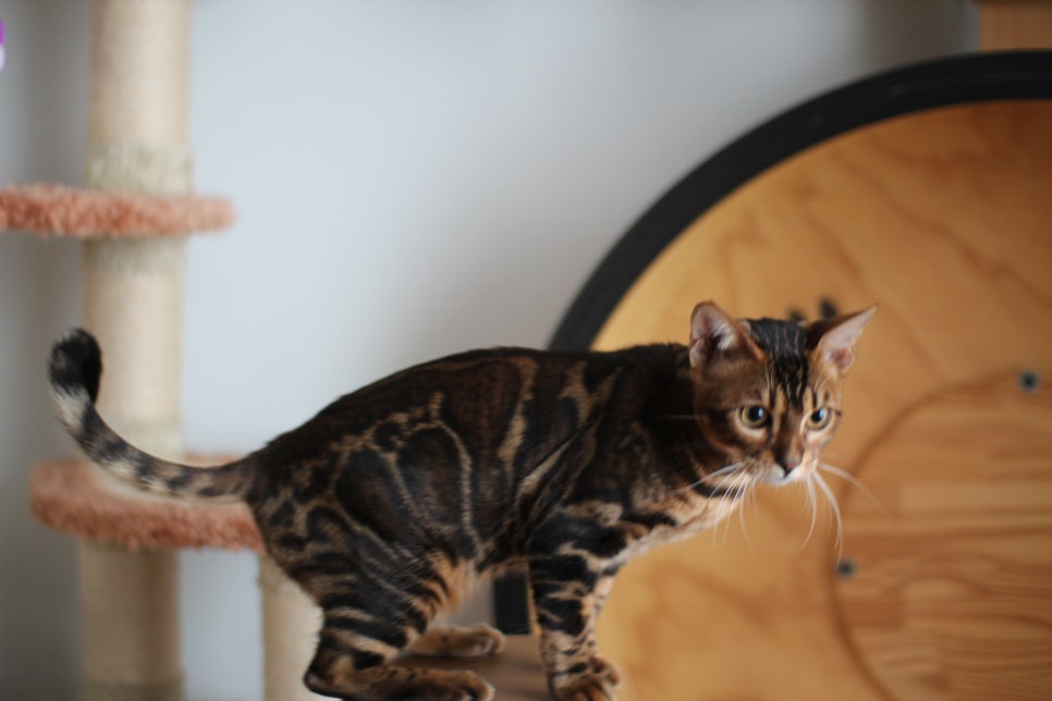 얌전 순둥 개냥이 뱅갈고양이 모카 분양해요~ 관련 이미지 1