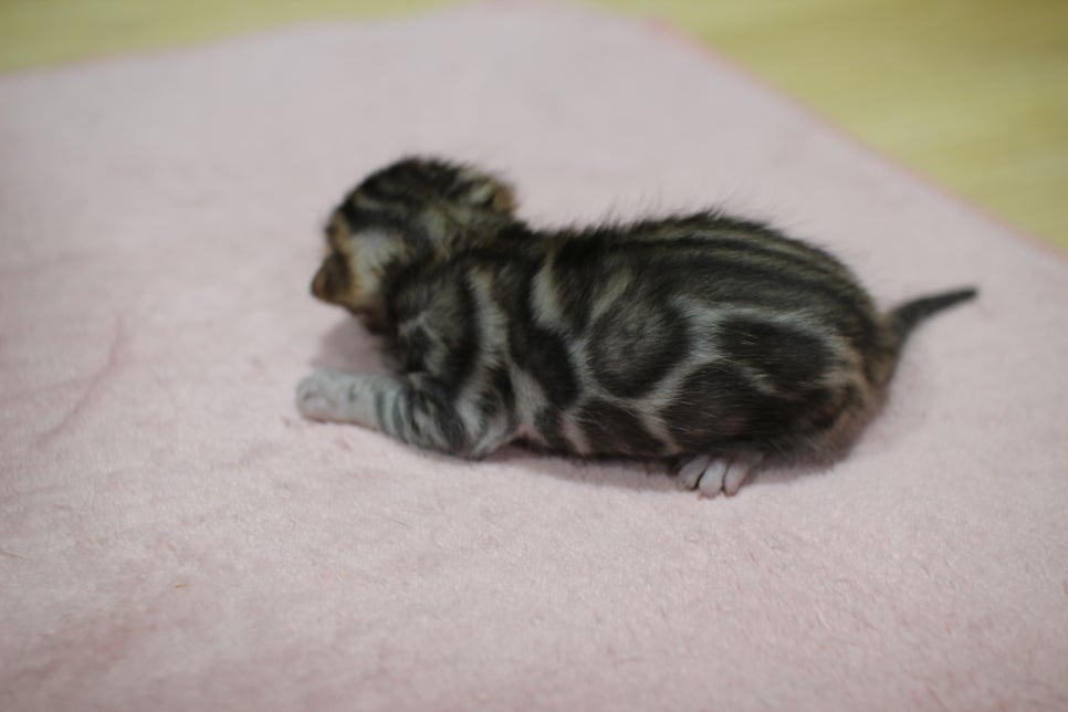 브라운 뱅갈고양이 꼬물이 남아 눈도 뜨고 하루가 다르게 더 이뻐지고 있습니다~ 관련 이미지 2
