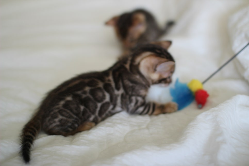 브라운 뱅갈고양이 남아2 분양합니다~ 관련 이미지 8