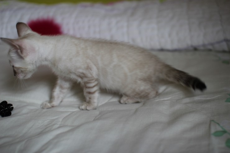 실링스 뱅갈고양이 키퍼 여아 입니다^^ 관련 이미지 10