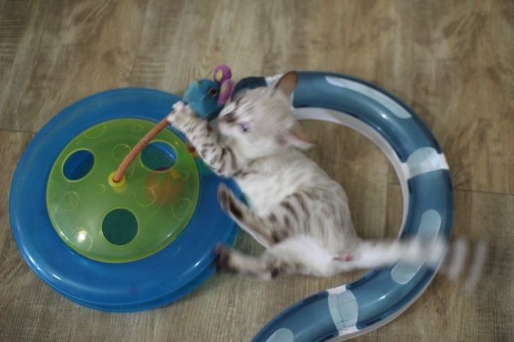 뱅갈고양이,스노우뱅갈고양이, 초아도 장난감에 푹 빠졌습니다~~~ 관련 이미지 4