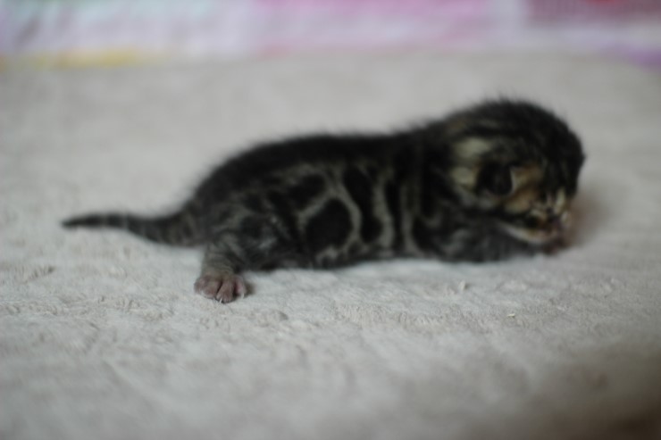 실버뱅갈고양이 꼬물이들 탄생 샤샤샷 관련 이미지 22