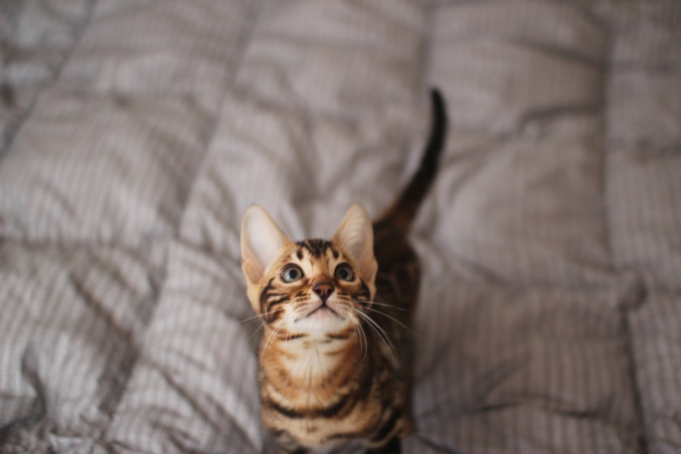 뱅갈고양이 장군이 분양 합니다 (오늘 모습) 관련 이미지 5