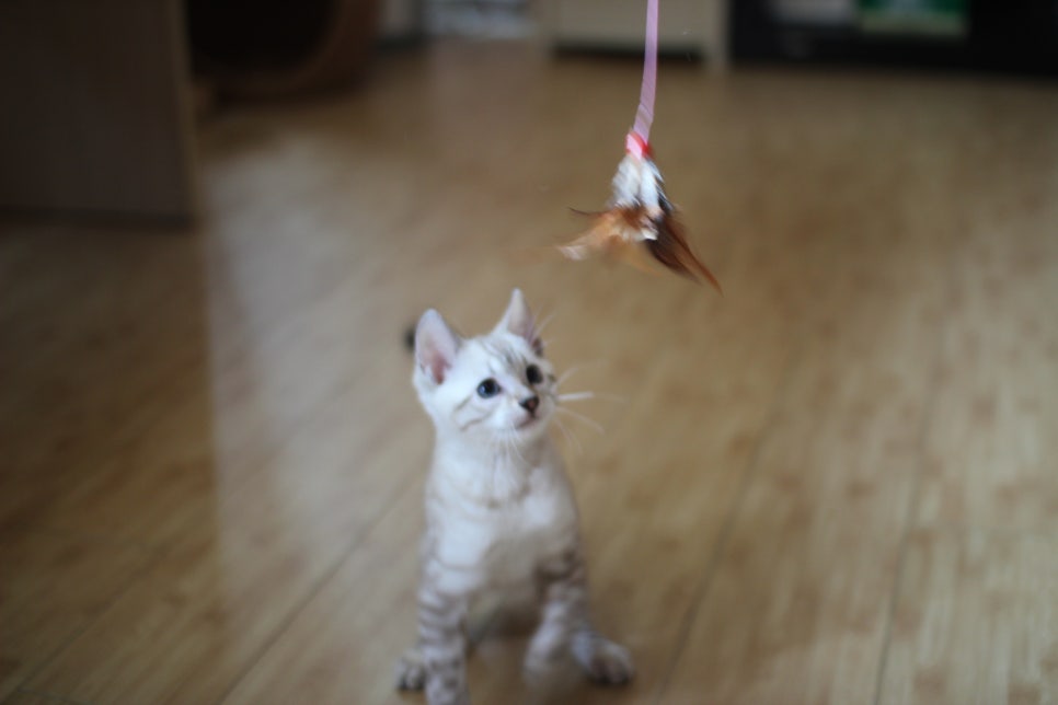 뱅갈고양이 블랙홀과 킹군 관련 이미지 24