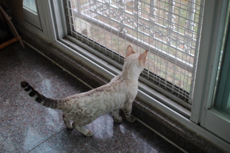 실링스 스노우 뱅갈고양이 링돌이 사진 및 동영상 입니다~ 관련 이미지 1